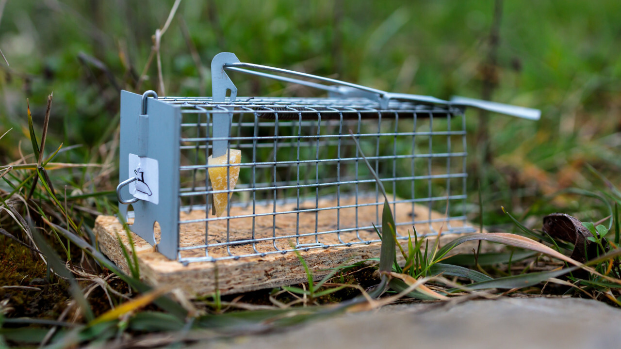 mouse trap to catch them alive in the garden - Photo #6287 - motosha