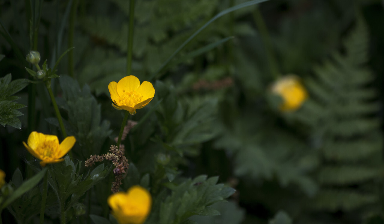 buttercup in forest