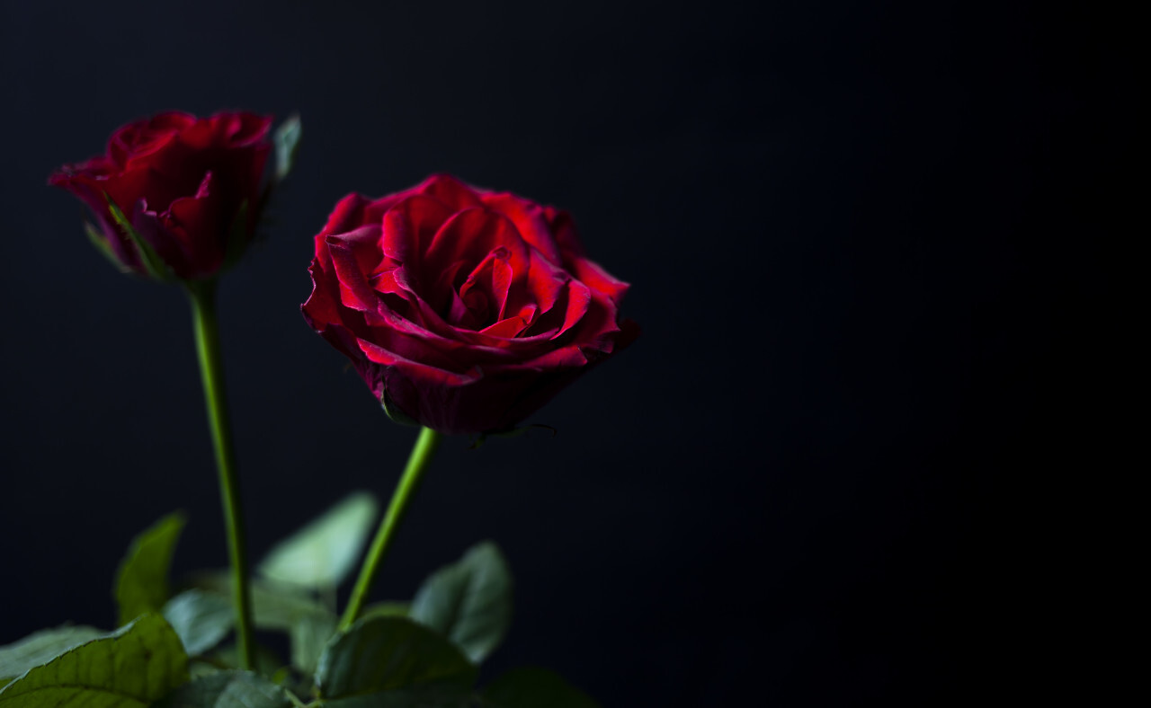 Red roses on a black background for Valentine's Day - Photo #2272 - motosha  | Free Stock Photos