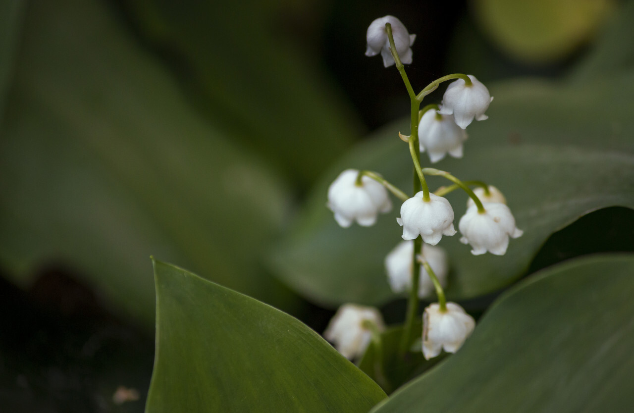 lily of the valley on the side of the trail