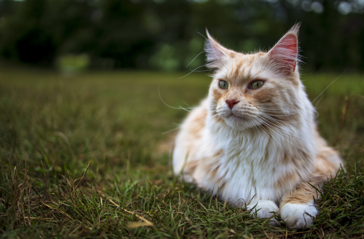 maine coon cat lies in the grass - Photo #4797 - motosha | Free Stock ...