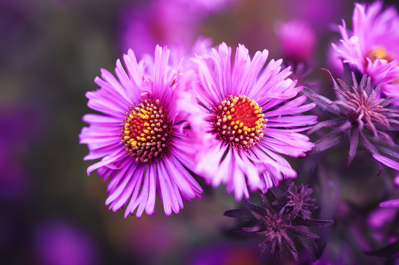 Aster Autumn Flowers Photo 5257 Motosha Free Stock Photos