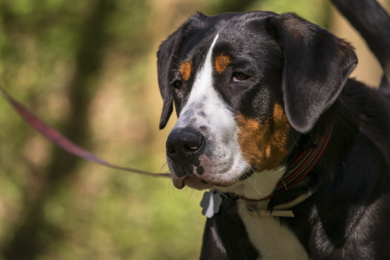 big swiss mountain dog - Photo #1881 - motosha | Free Stock Photos