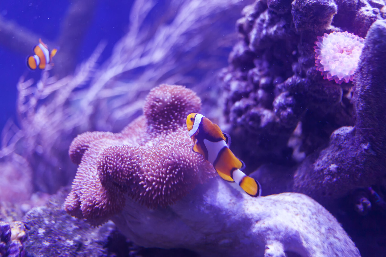 Clown Fish On A Coral - Photo #2129 - Motosha 