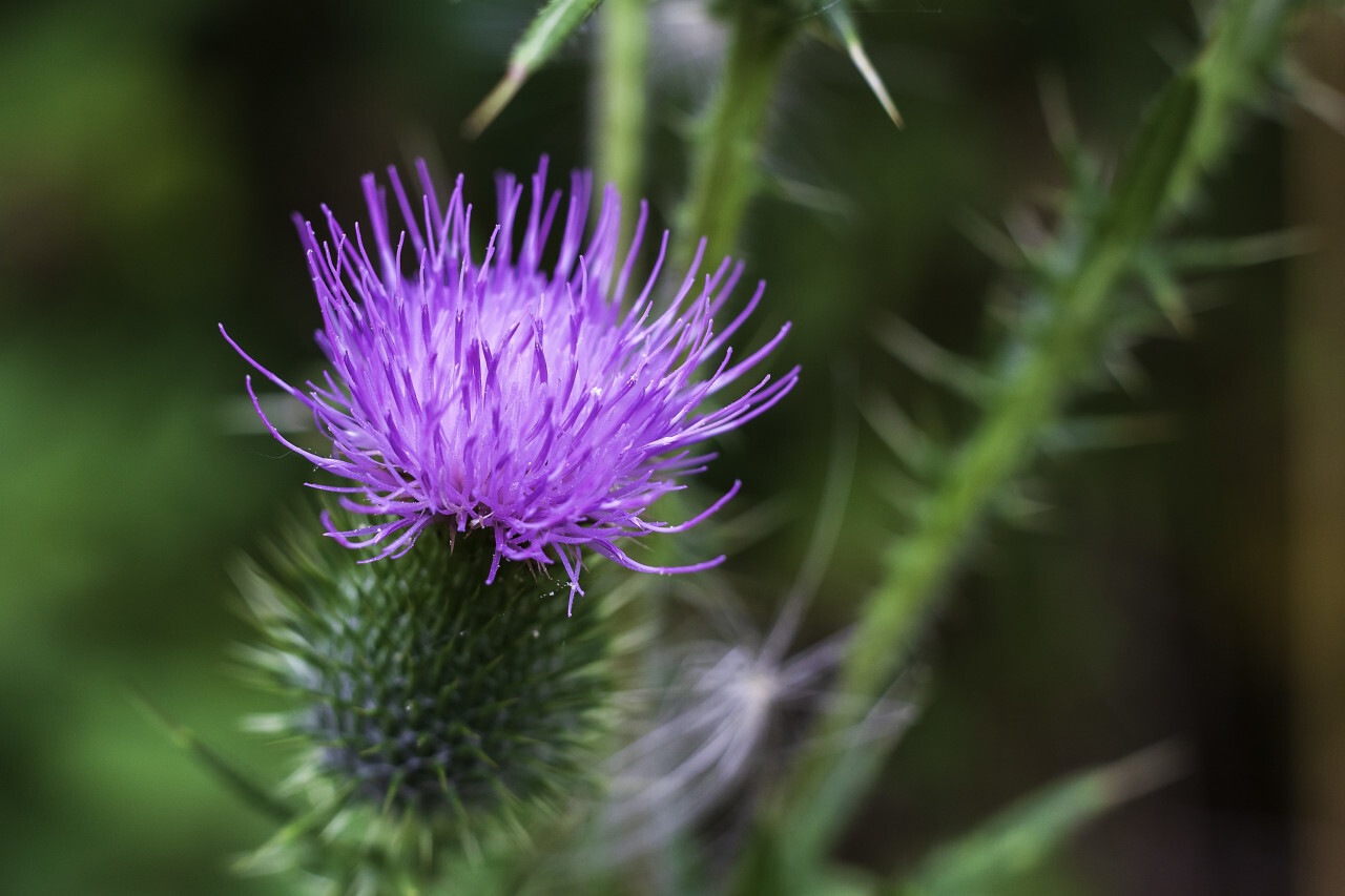 pink thistle flower macro in summer - Photo #2185 - motosha | Free ...