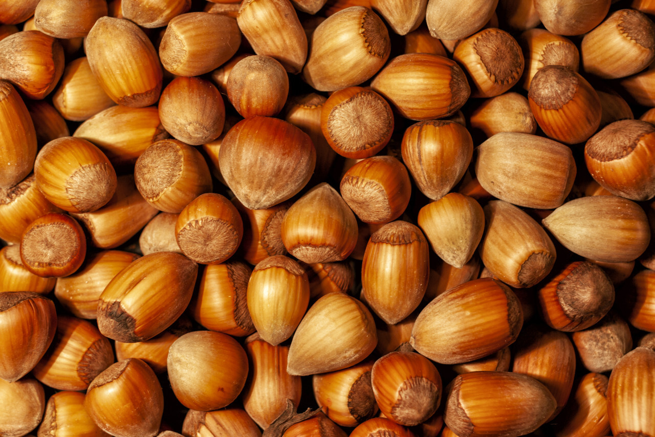 hazelnut background - Photo #2309 - motosha | Free Stock Photos