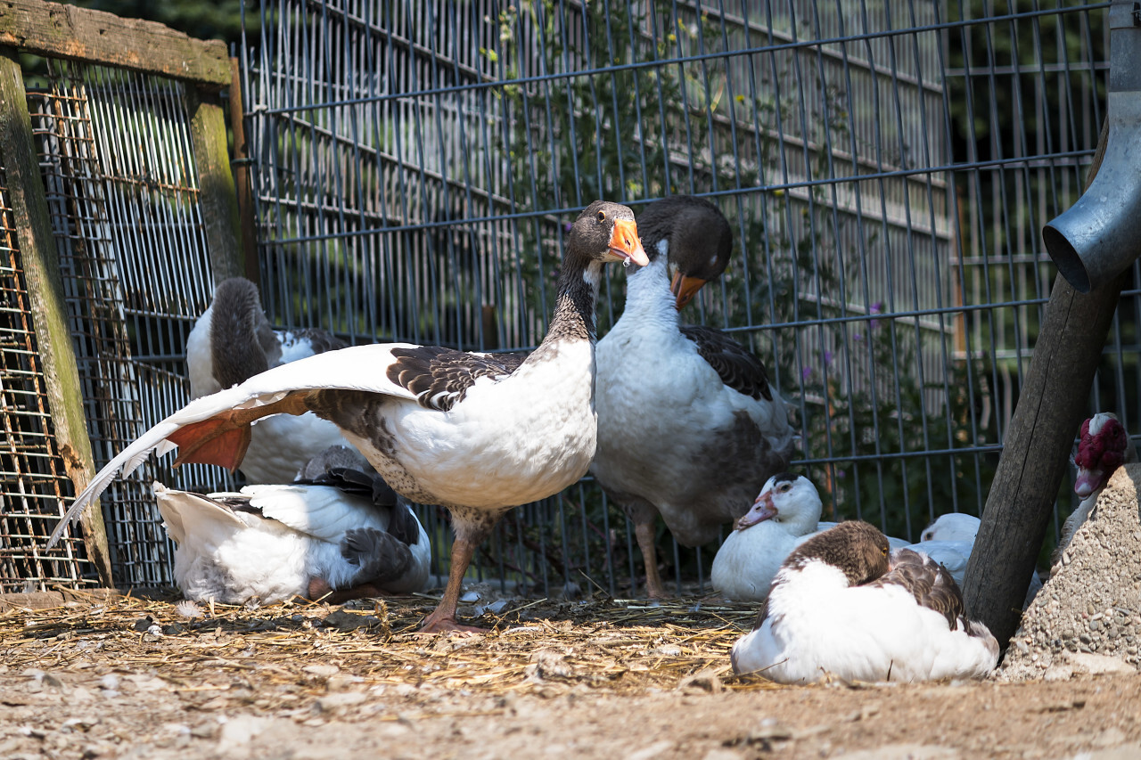 ballerina duck - Photo #3281 - motosha | Free Stock Photos