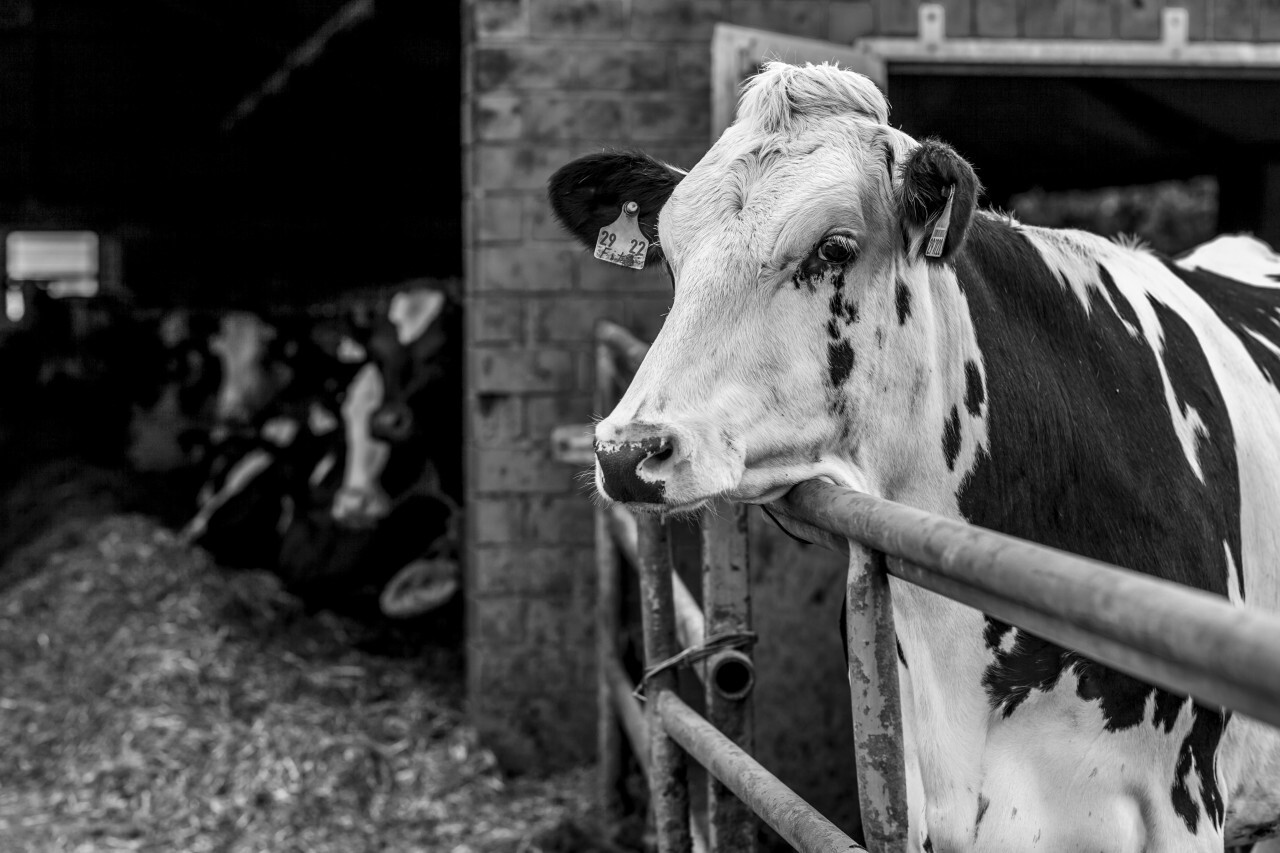 cow in the stable - Photo #3551 - motosha | Free Stock Photos