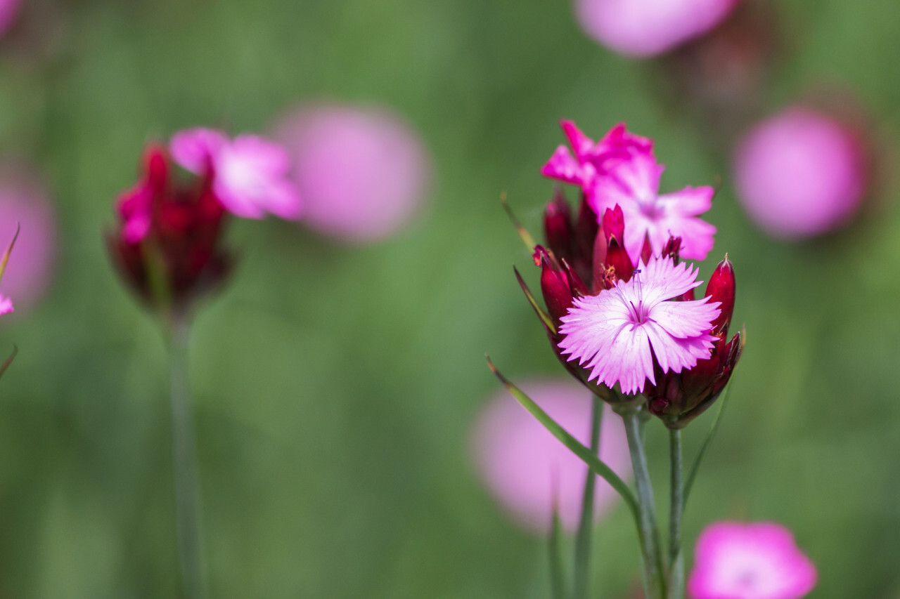 Dianthus carthusianorum, Carthusian Pink - Beautiful blooming clove ...