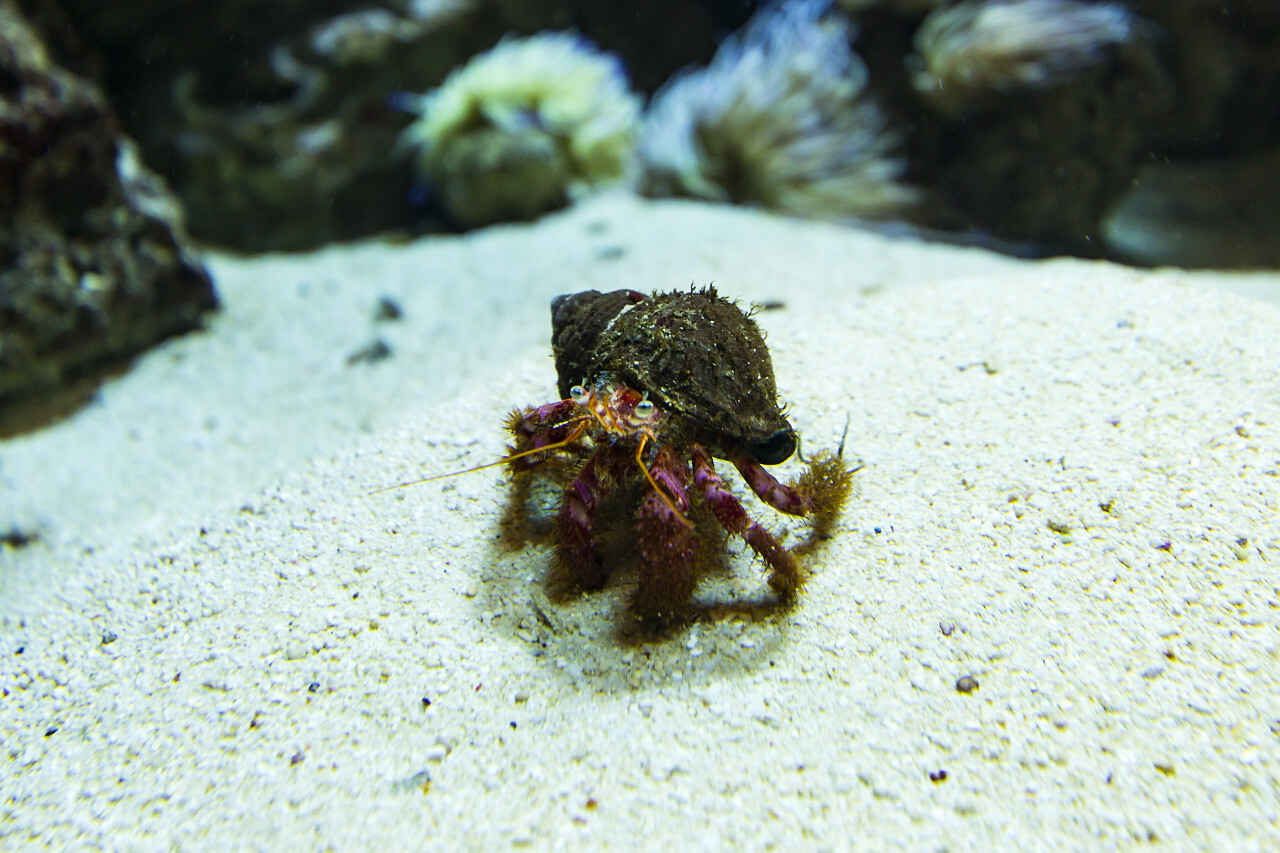 hermit crab under water - Photo #4186 - motosha | Free Stock Photos