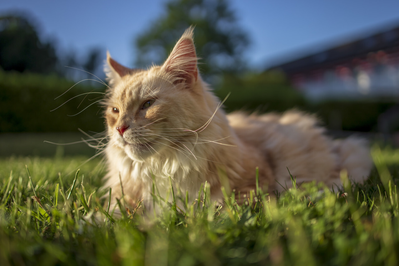 maine coon cat lies in the grass - Photo #4725 - motosha | Free Stock ...