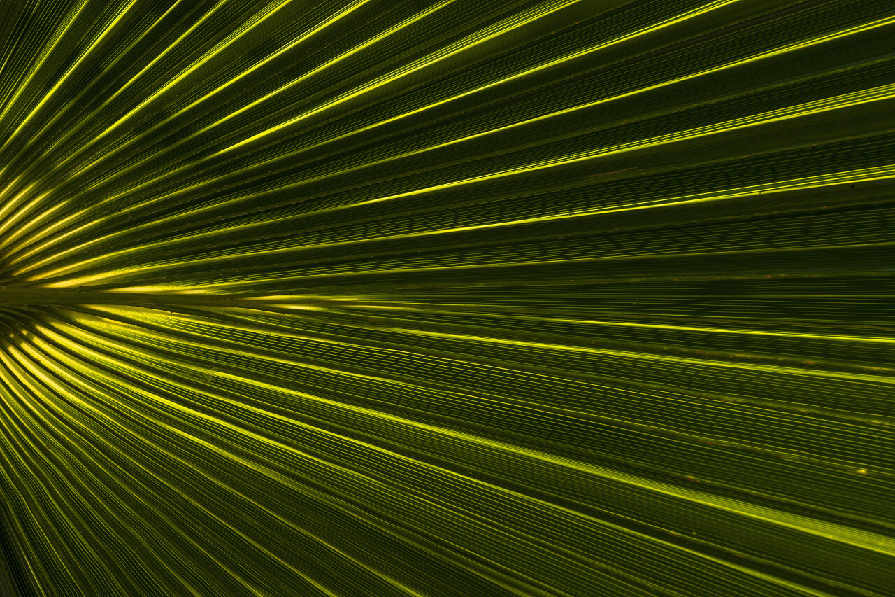 beautiful green palm leaf background