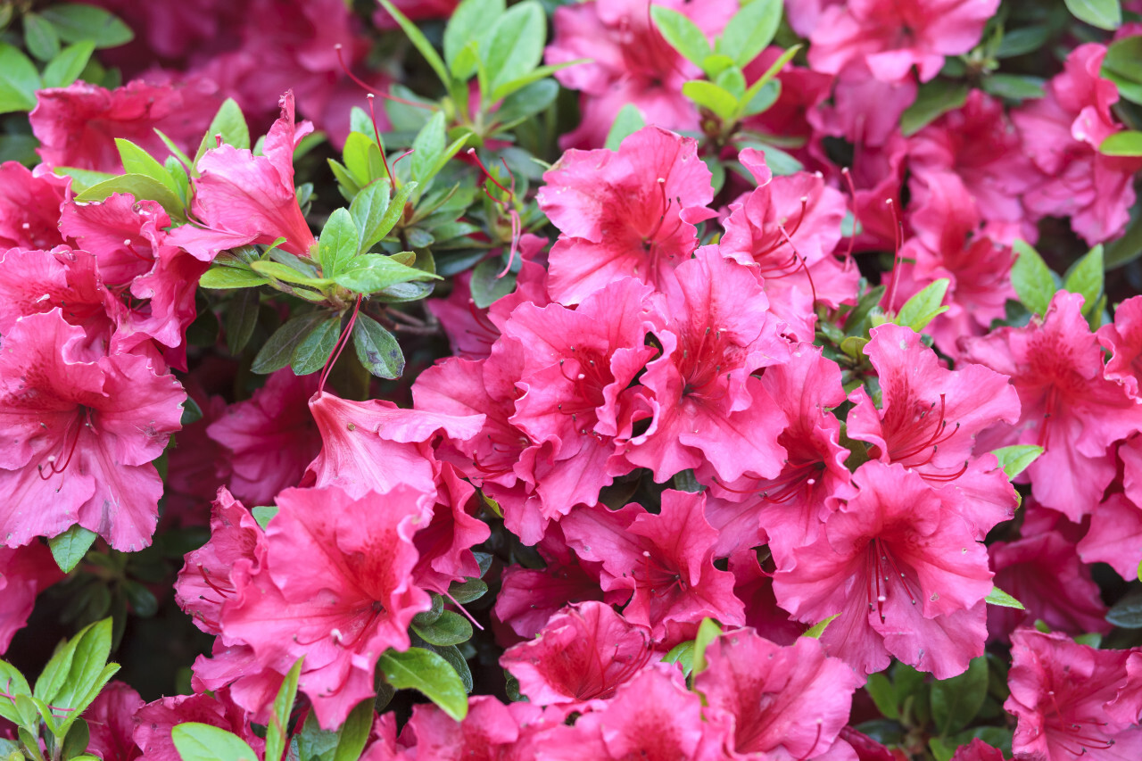 Pink rhododendron flower - Photo #4506 - motosha | Free Stock Photos