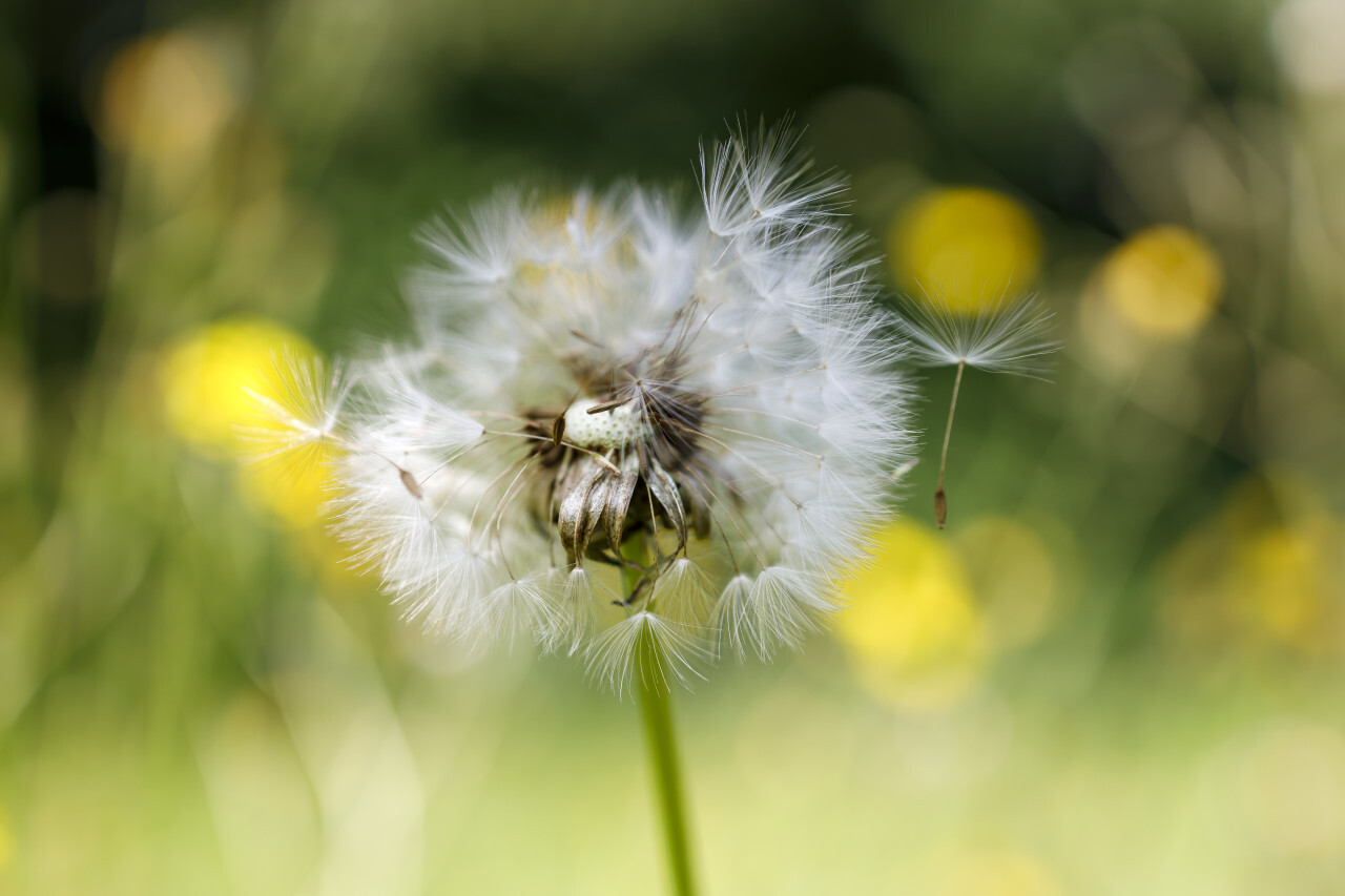 blowing dandelion photography