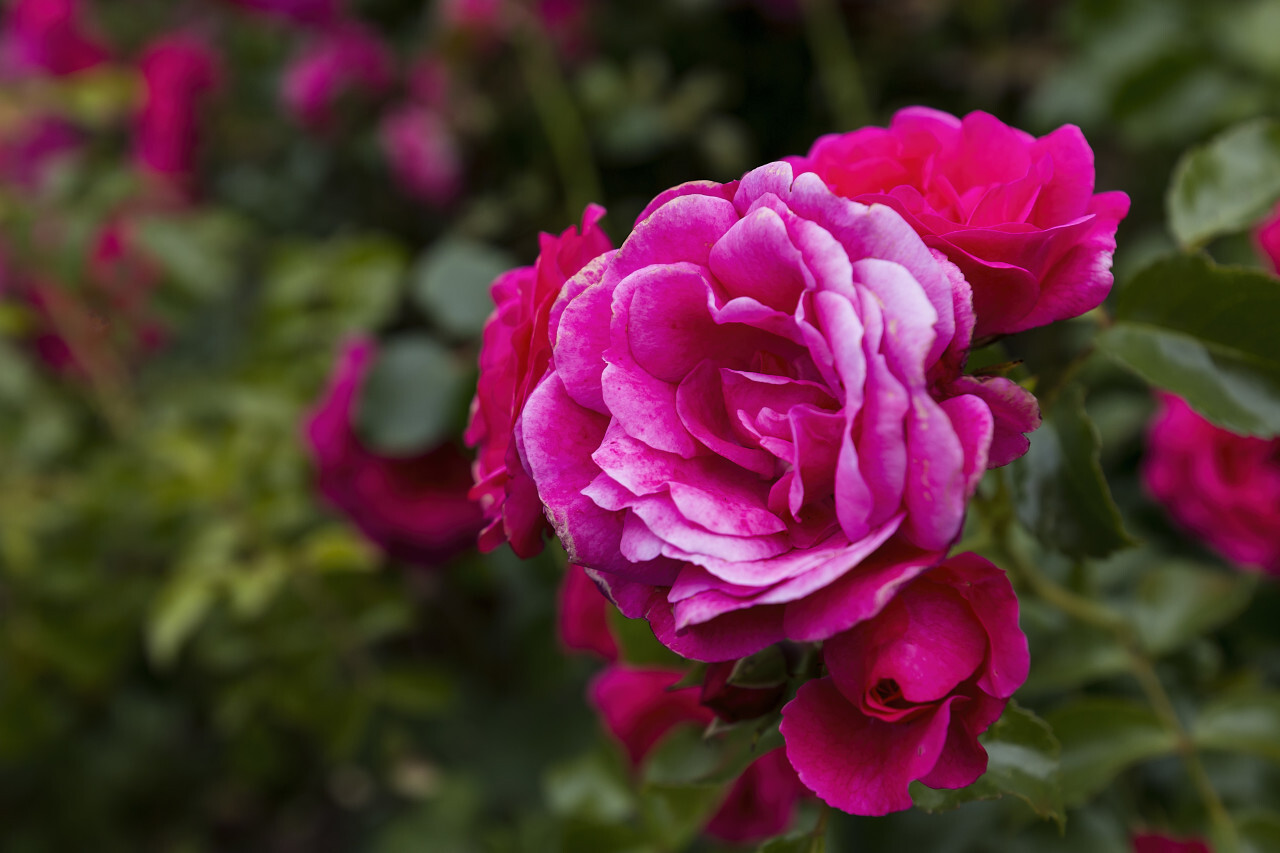 pink rose - Photo #4744 - motosha | Free Stock Photos