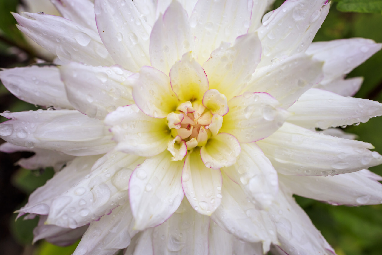 white dahlia flower in the rain