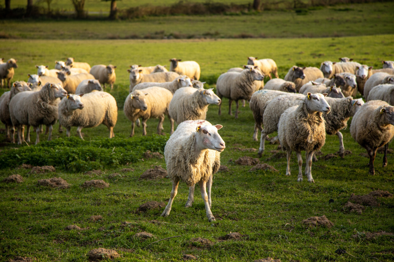 Flock of white sheep - Photo #6631 - motosha | Free Stock Photos