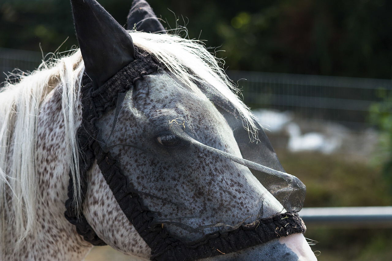 fly protection mask on horse