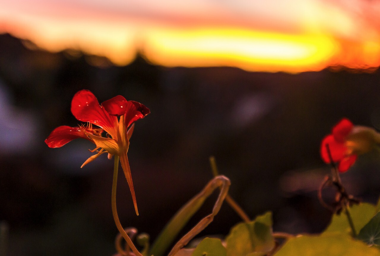 red flower sunset - Photo #809 - motosha | Free Stock Photos