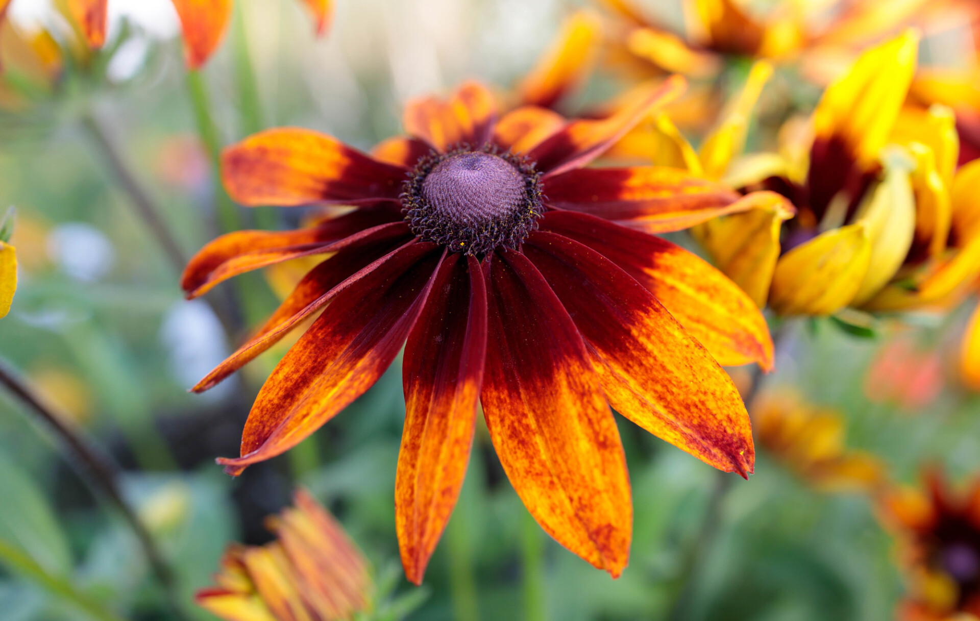 Black-eyed Susan from above