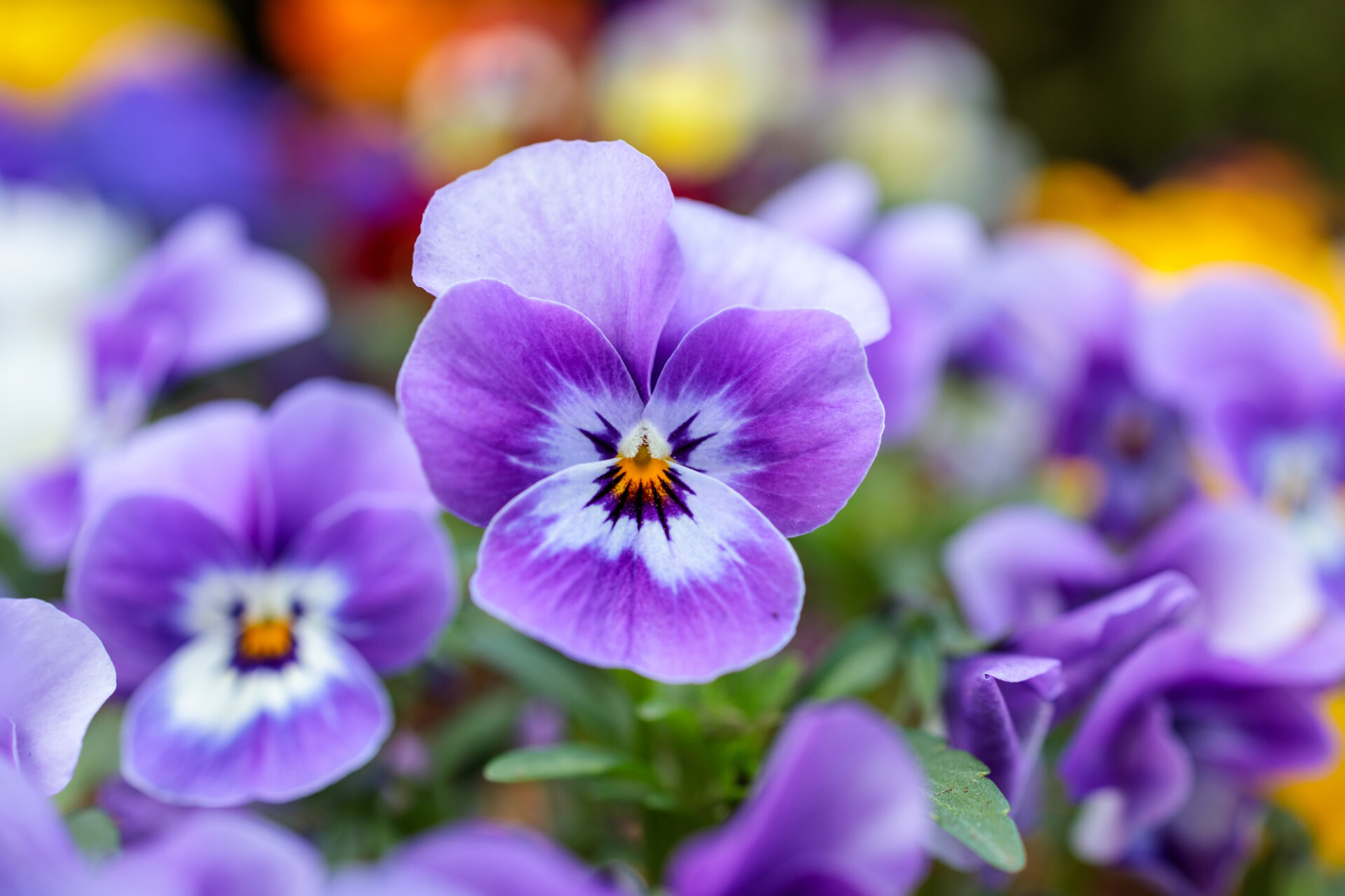 Purple and white viola flowers - Photo #6997 - motosha | Free Stock Photos