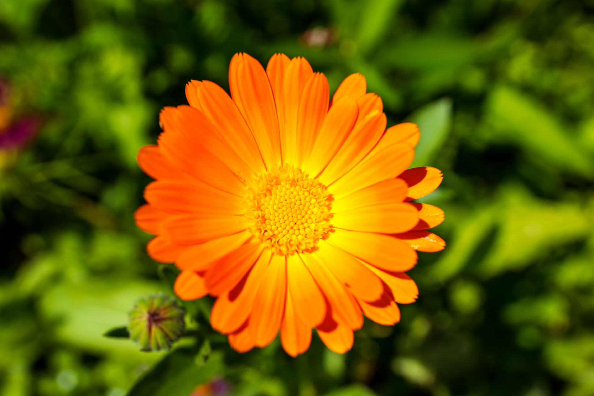 Orange marigold shines in the summer sun - view from above - Photo ...