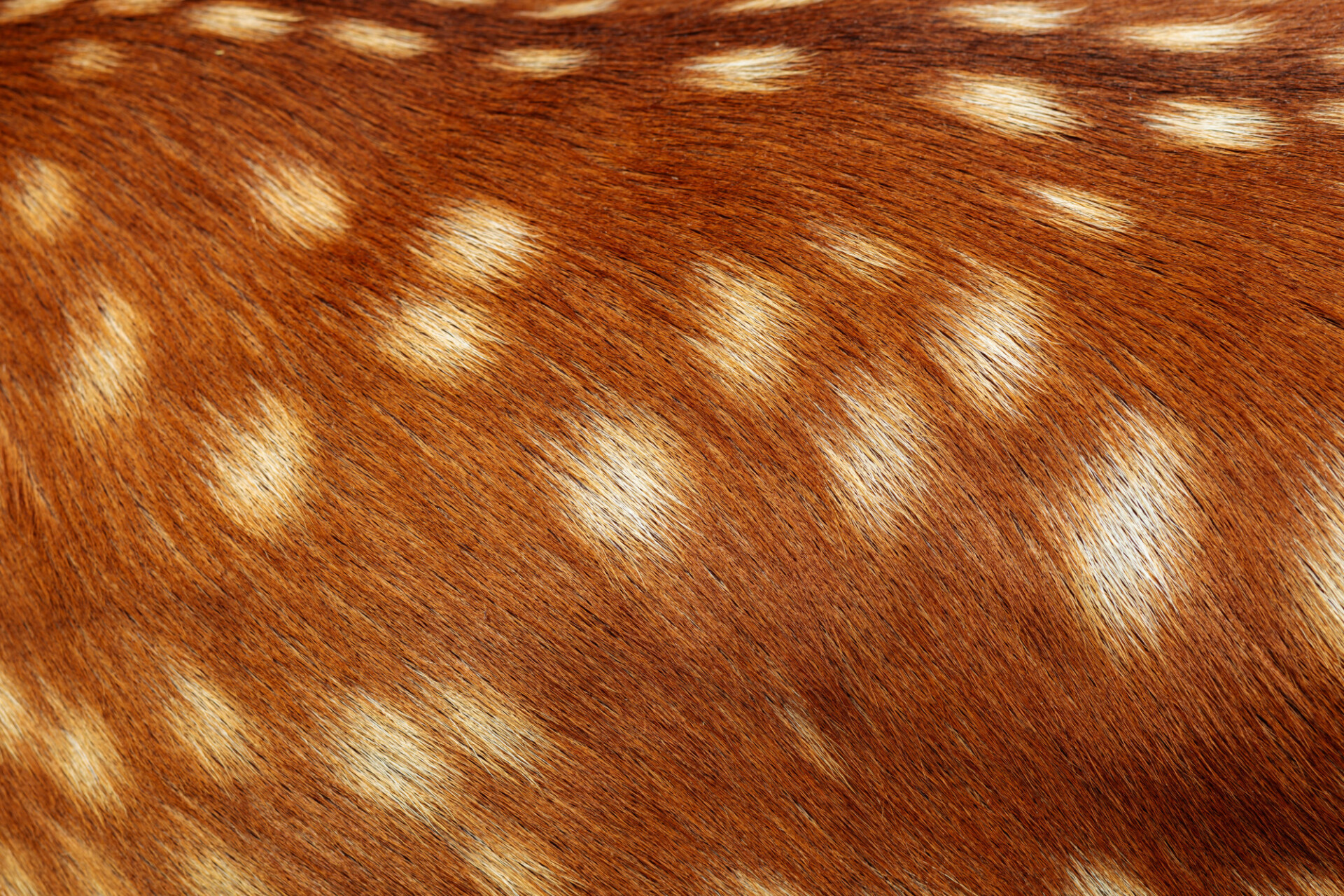 Deerskin texture background - Photo #7908 - motosha | Free Stock Photos