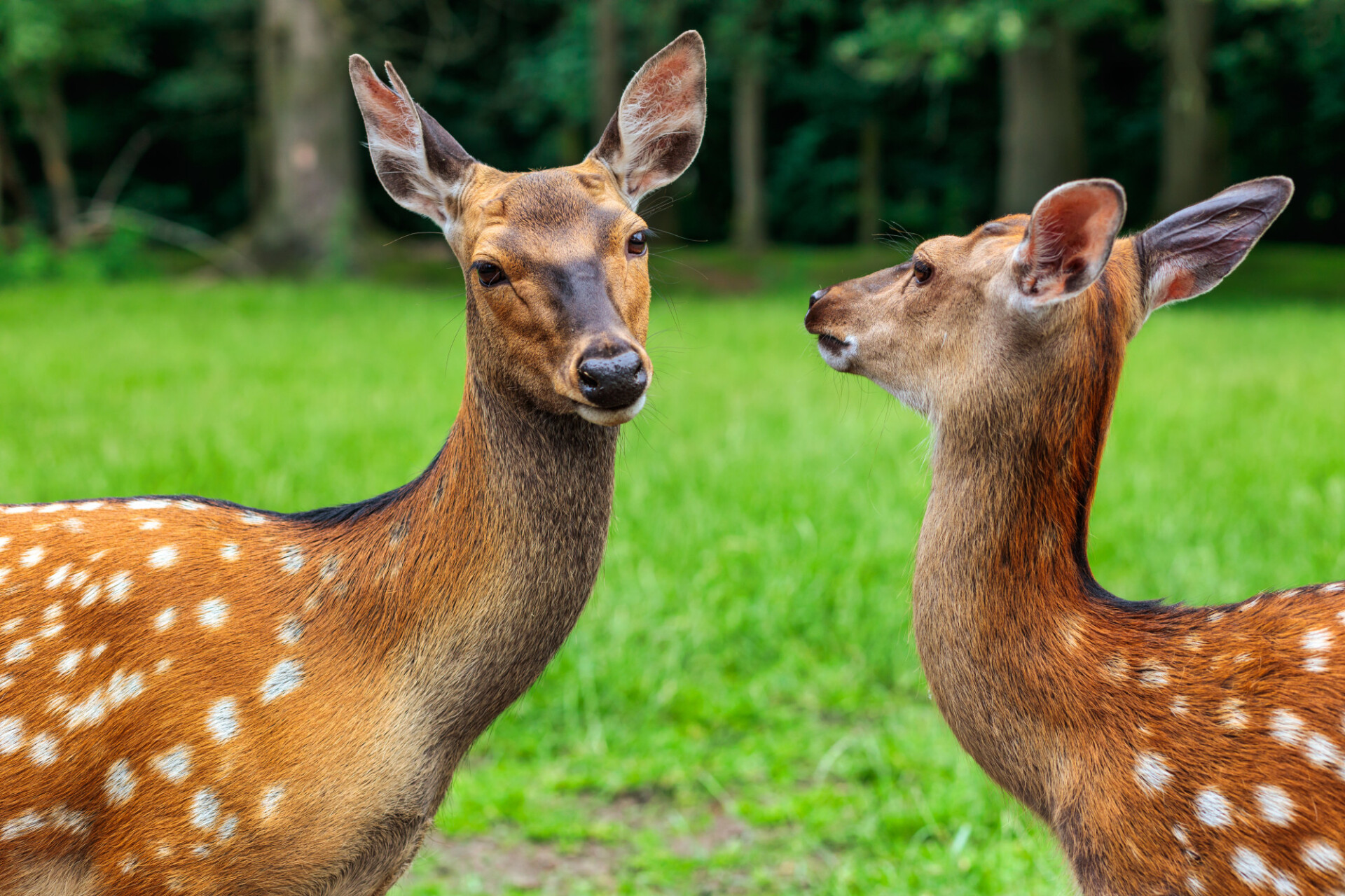 Two beautiful deer - Photo #7910 - motosha | Free Stock Photos