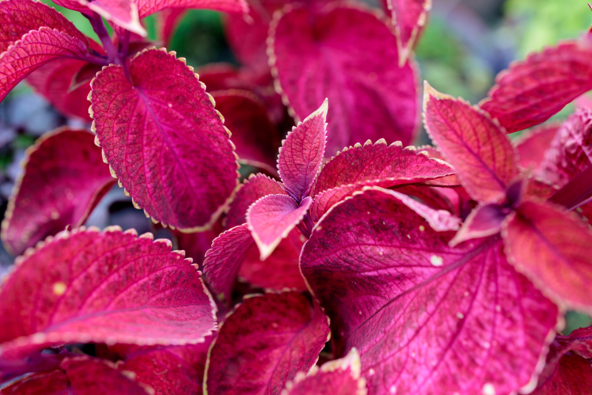 Beefsteak plant leaves Photo 8028 motosha Free Stock Photos