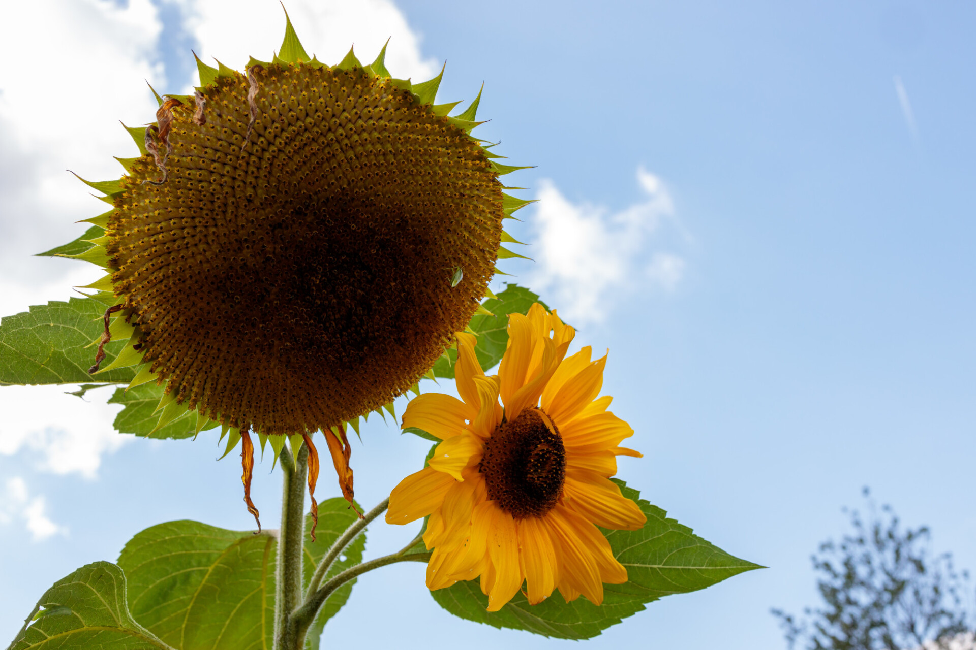 Sunflower without petals - Photo 8441 - motosha | Free Stock Photos