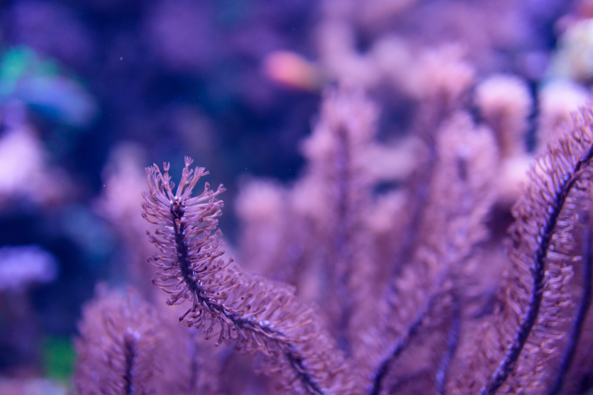 Purple sea anemone - Photo #8762 - motosha | Free Stock Photos