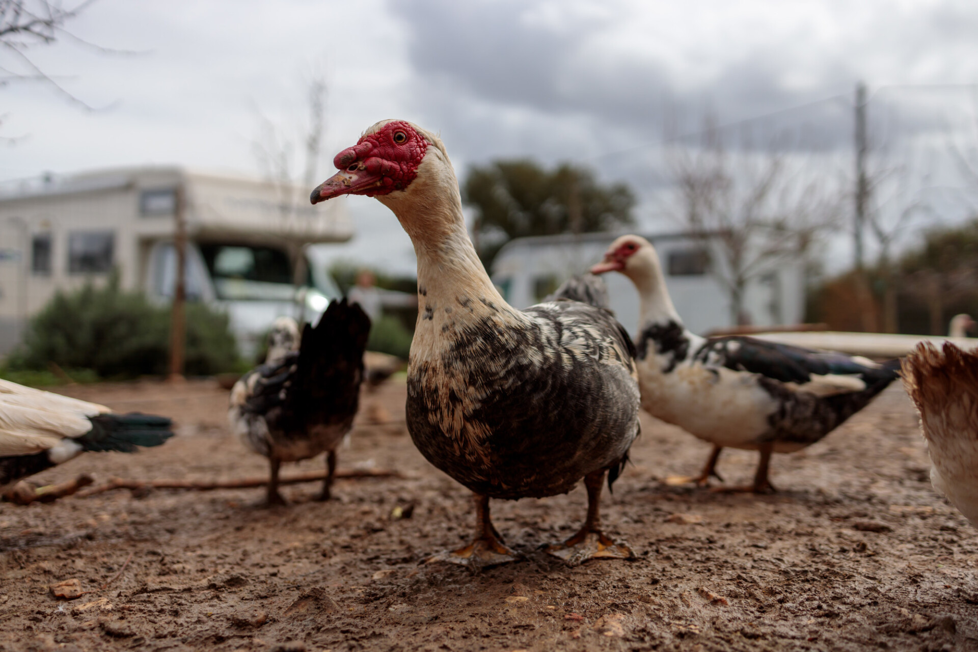 Duck Farm - Photo #9060 - motosha | Free Stock Photos