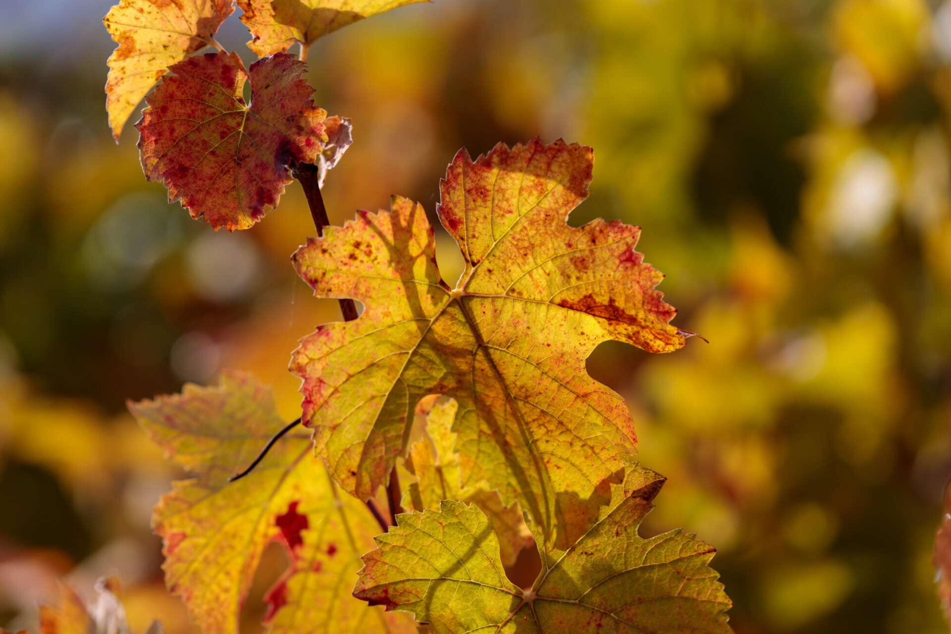 Autumn vine leaf - Photo #9404 - motosha | Free Stock Photos