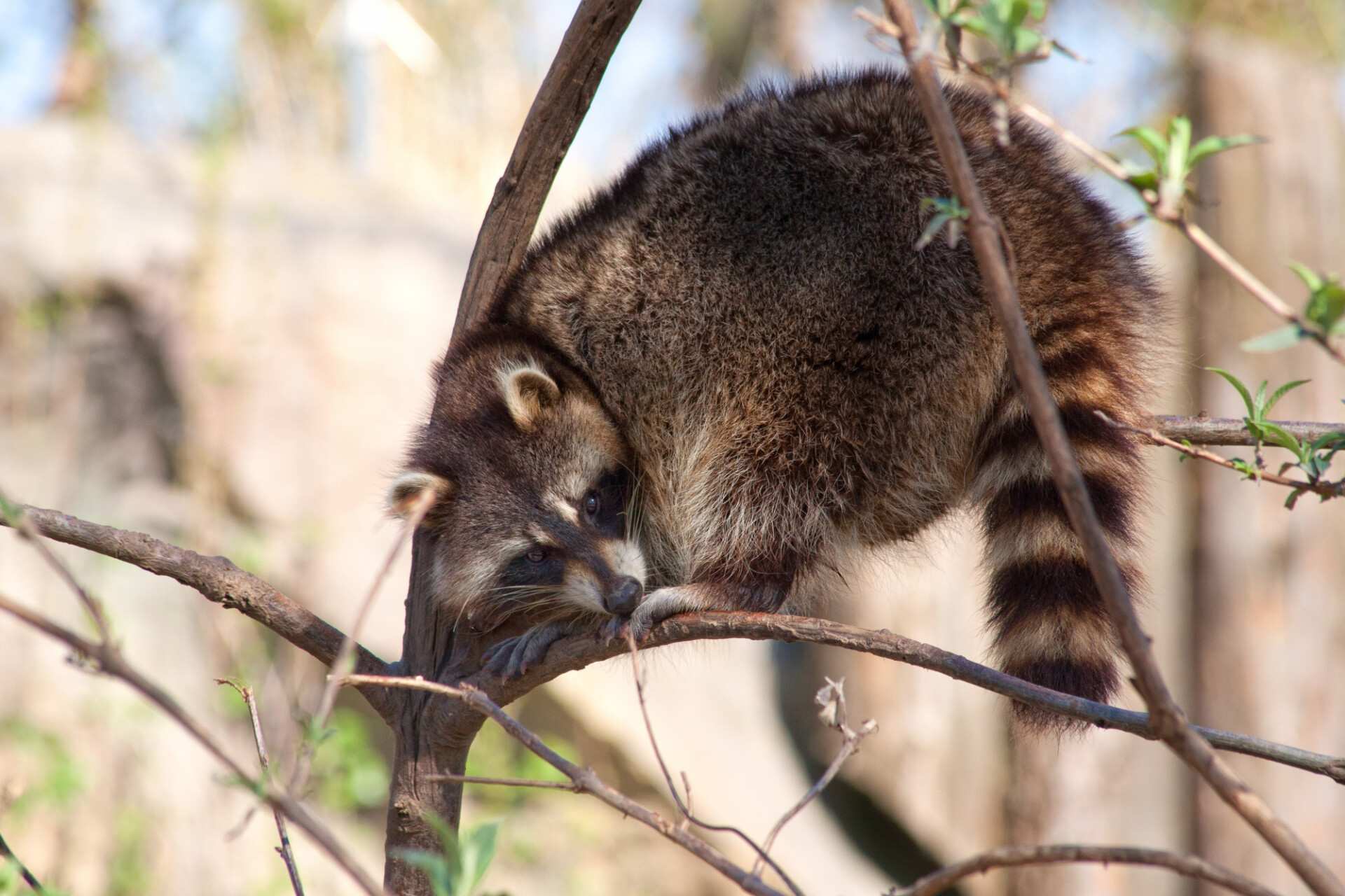 raccoon on tree - Photo #7519 - motosha | Free Stock Photos