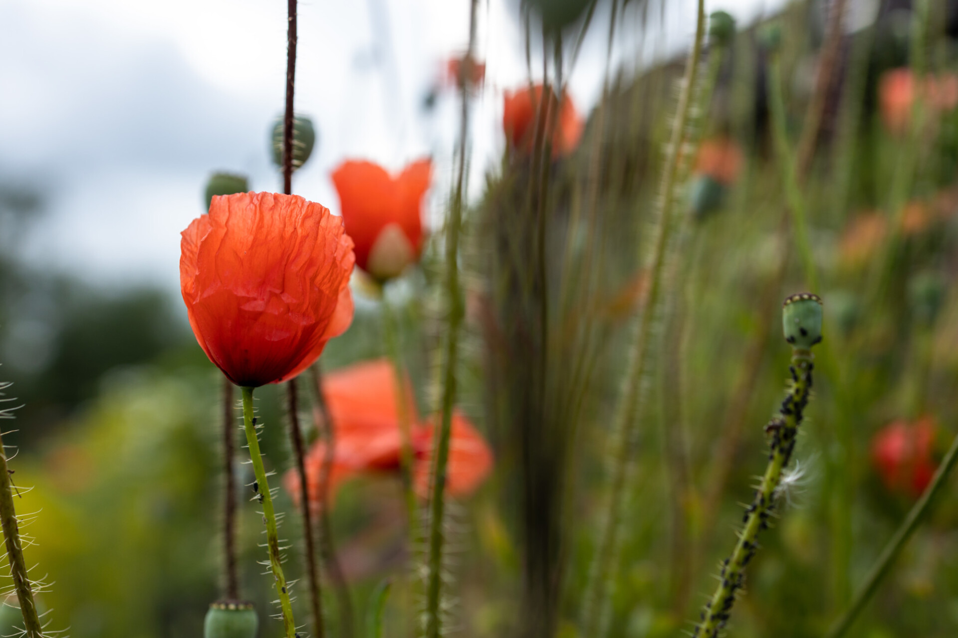 Poppy with aphid infestation