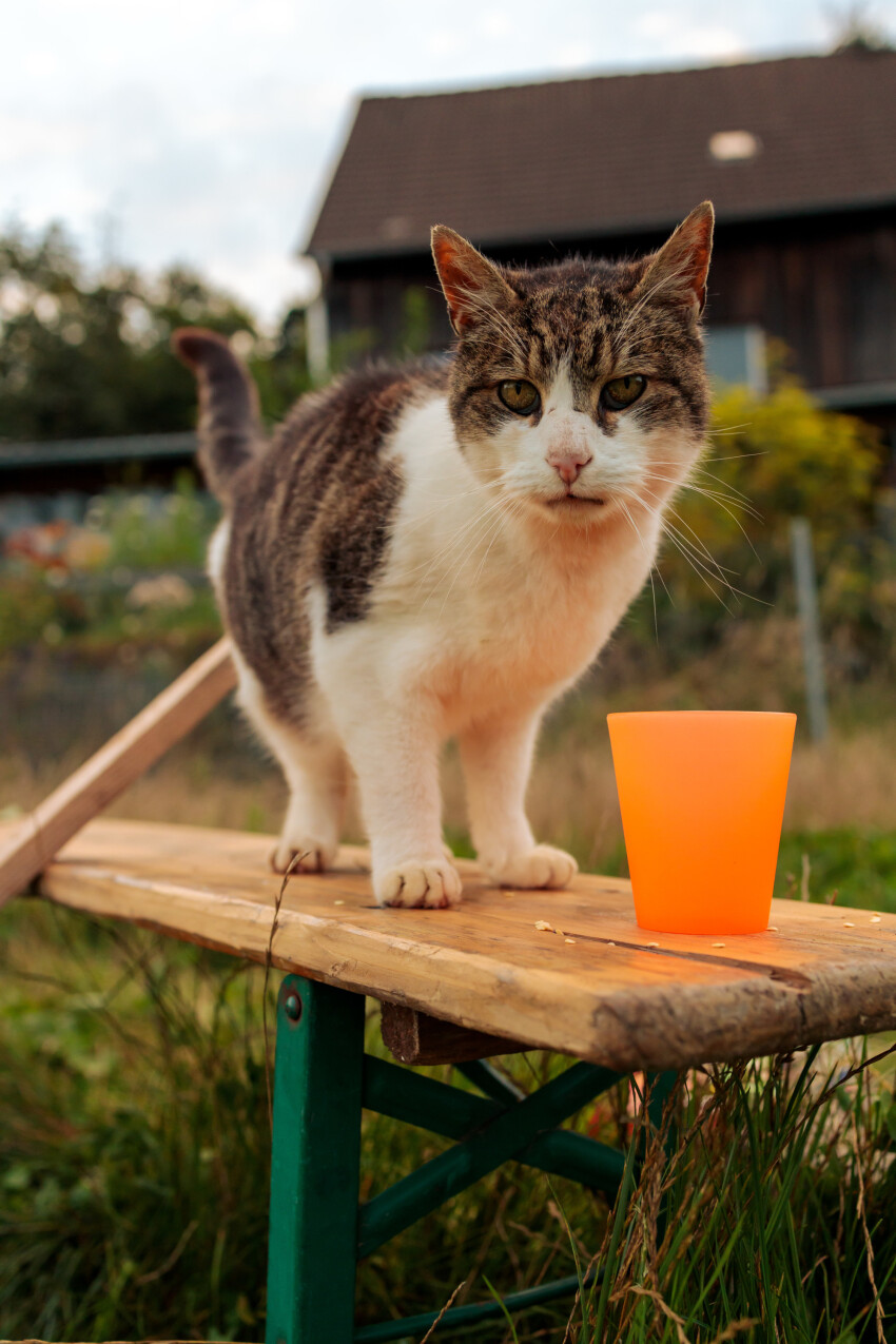 Cat on a beer bench