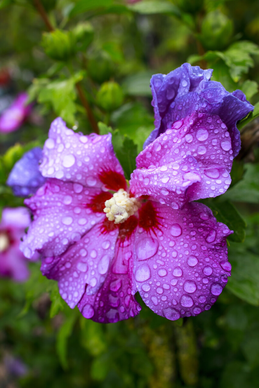 Purple Hibiscus flower - Photo #5698 - motosha | Free Stock Photos