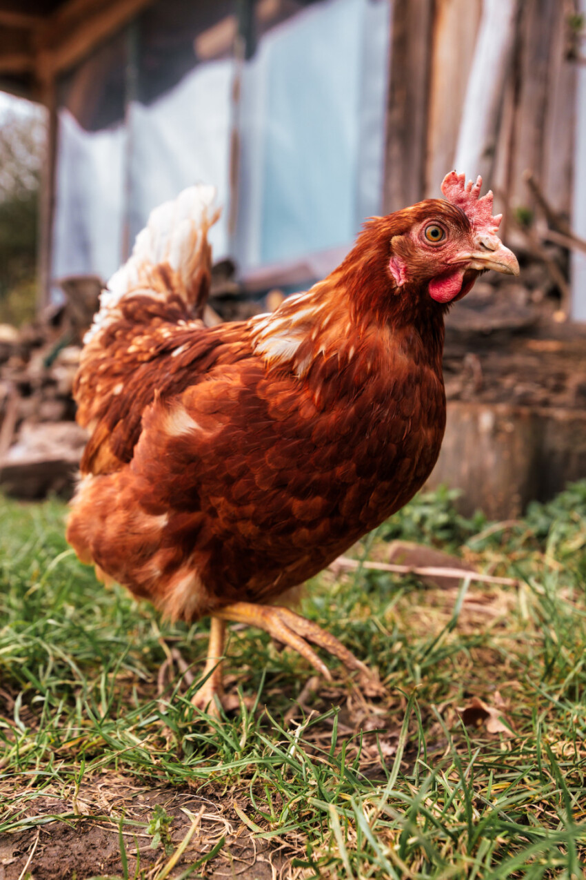 Red hen runs outside on a farm - Photo #6247 - motosha | Free Stock Photos