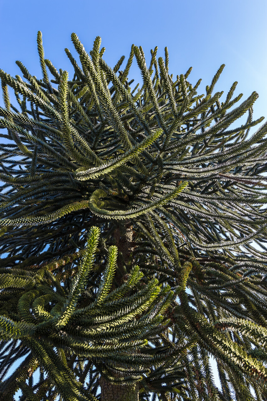 Araucaria araucana (monkey puzzle tail tree, or Chilean pine)