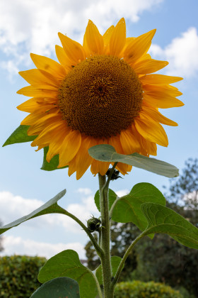 Stock Image: A giant sunflower in full splendour
