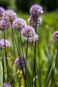 Stock Image: allium pink summer flower background