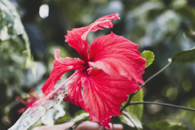 Stock Image: beautiful red flower matt