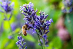 Bee collecting nectar from lavender flower - Photo #8403 - motosha ...