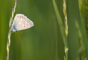 Stock Image: blue butterfly polyommatus bellargus