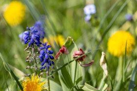 Stock Image: blue hyacinths flowers on a spring meadow