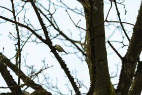 Stock Image: Blue tit sitting on a branch