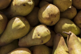 Stock Image: bunch of yellow pears on the market