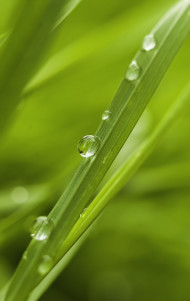 Stock Image: dew drops on grass springtime