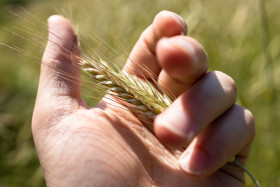 Stock Image: Ear of wheat in the hand