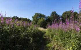 Stock Image: Field of fireweed